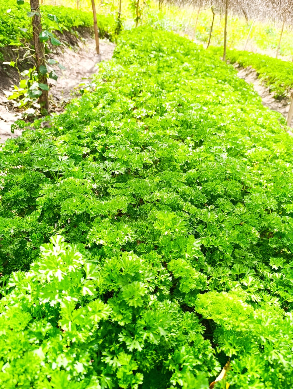 Parcelle de persil frisé en pleine croissance accompagnement AIG.LE à Daloa