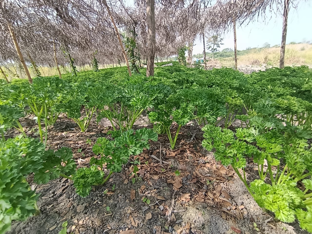 Préparation des planches et germination du persil frisé à Balouzon