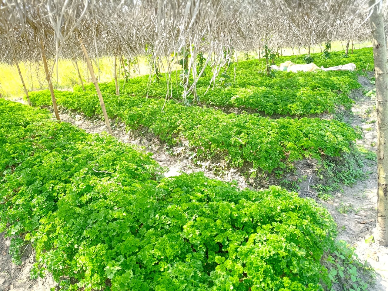 Ingénieur AIG.LE réalisant le suivi agronomique du persil à Balouzon