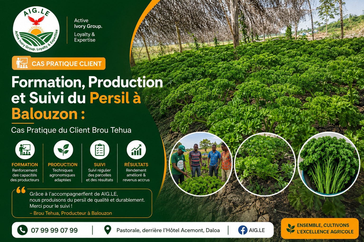Formation, Production et Suivi du Persil à Balouzon : Cas Pratique du Client Brou Tehua